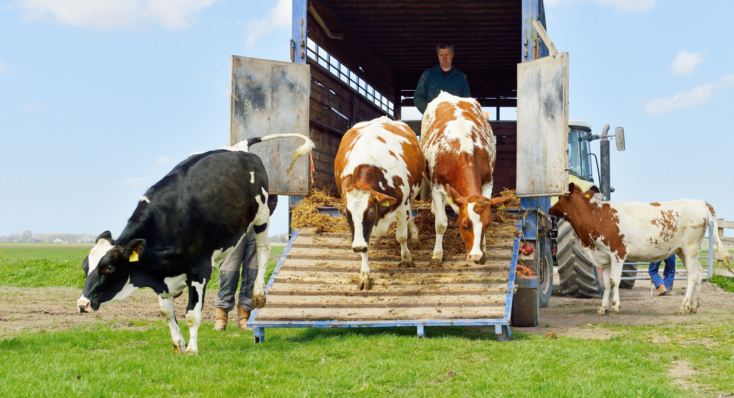 catlle of cows jumping out of transport truck in meadow
